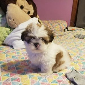 Meet your Posher, Amber